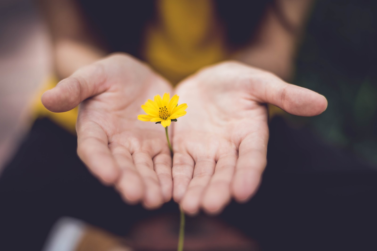 A woman holds a yellow flower and offers it to the viewer to reflect life after quarantine